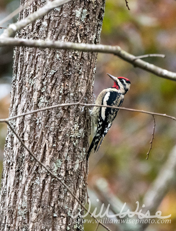 Yellow Bellied Sapsucker Picture