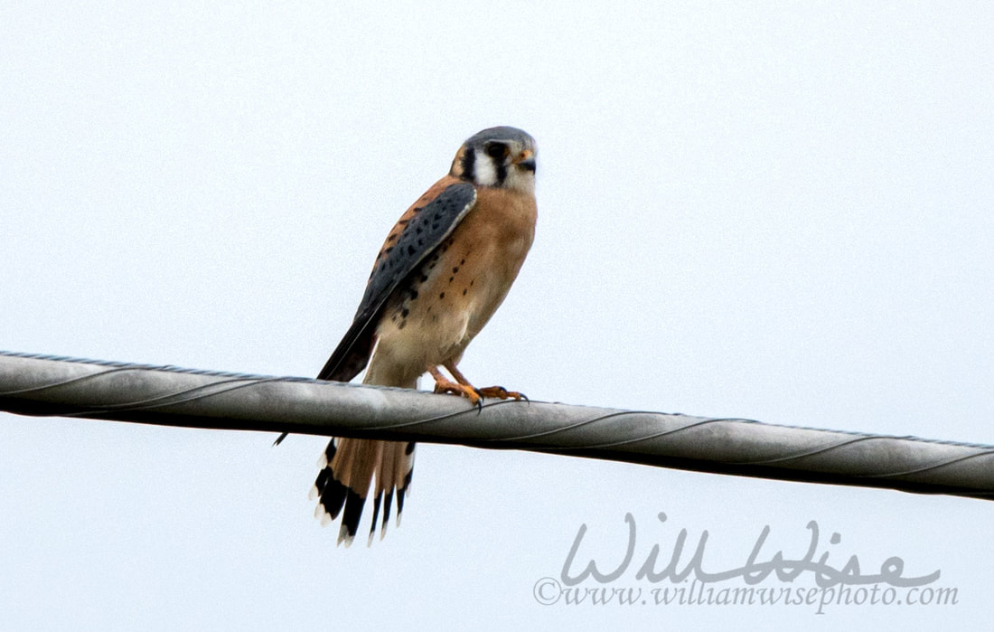 American Kestrel Picture