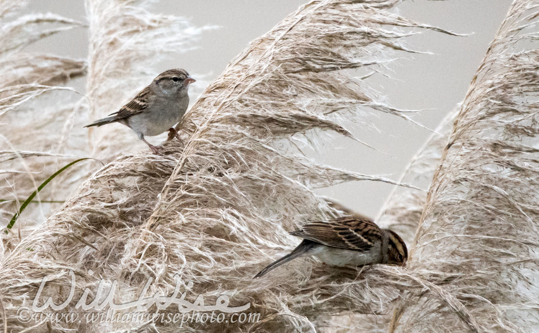 Chipping Sparrow Picture