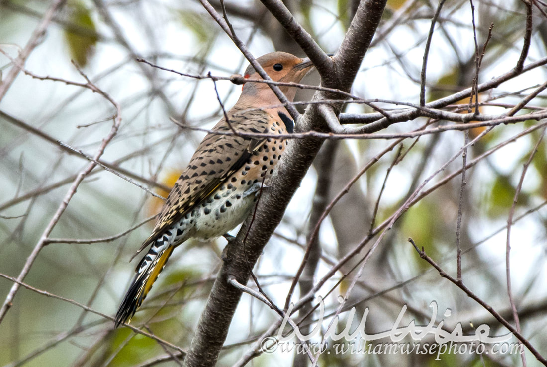 Northern Flicker Picture