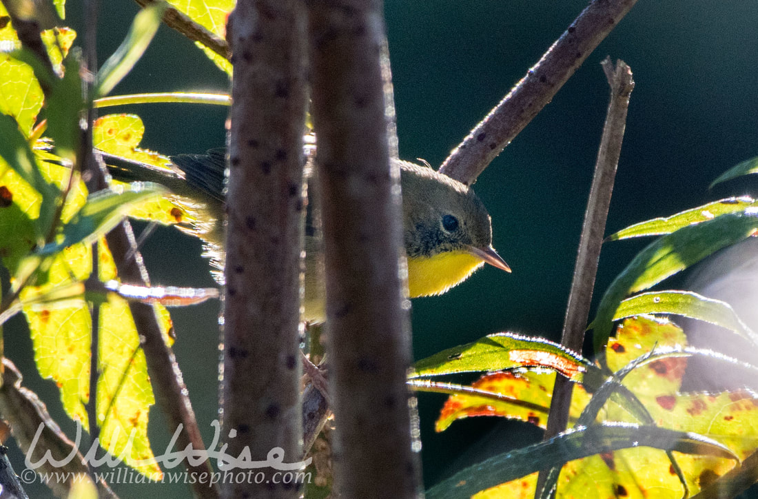 Common Yellowthroat Picture