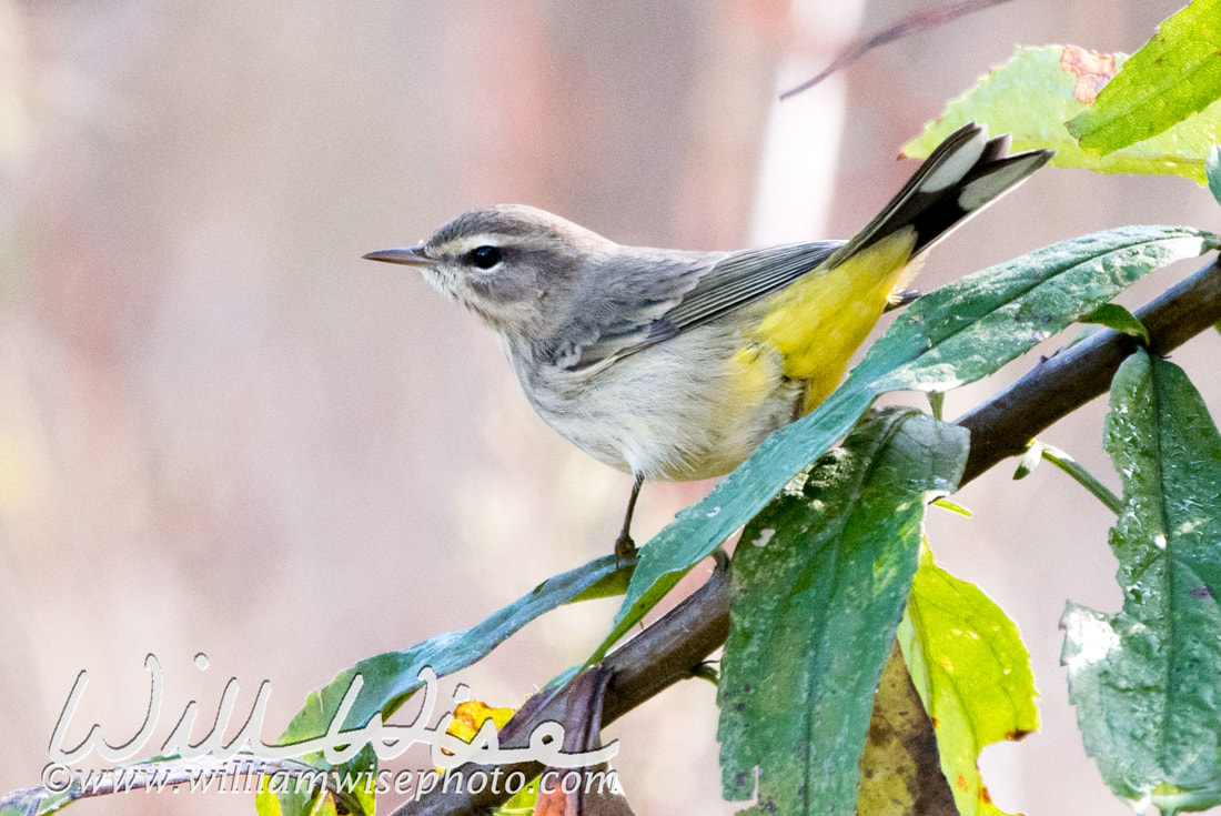 Palm Warbler Picture