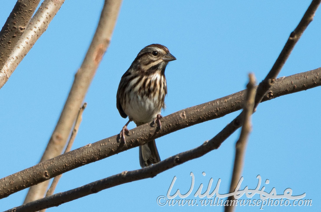 Song Sparrow Picture