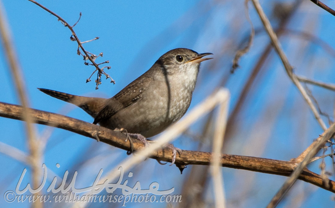 House Wren Picture