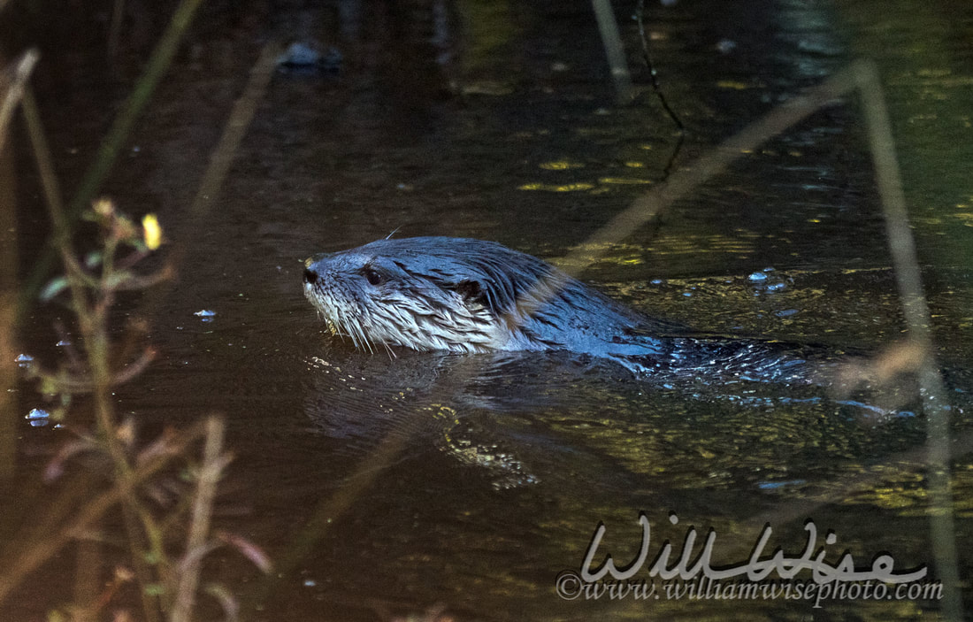 River Otter Picture