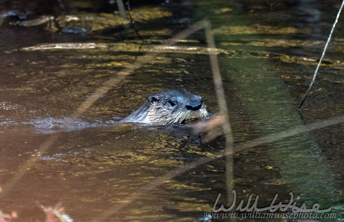 River Otter Picture