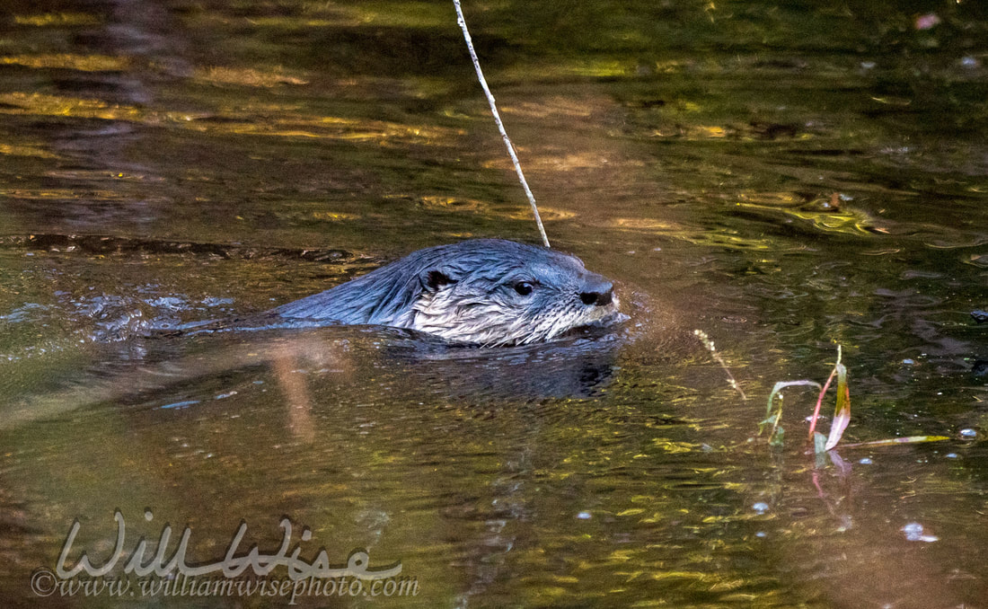River Otter Picture