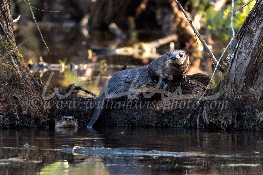 River Otter Picture