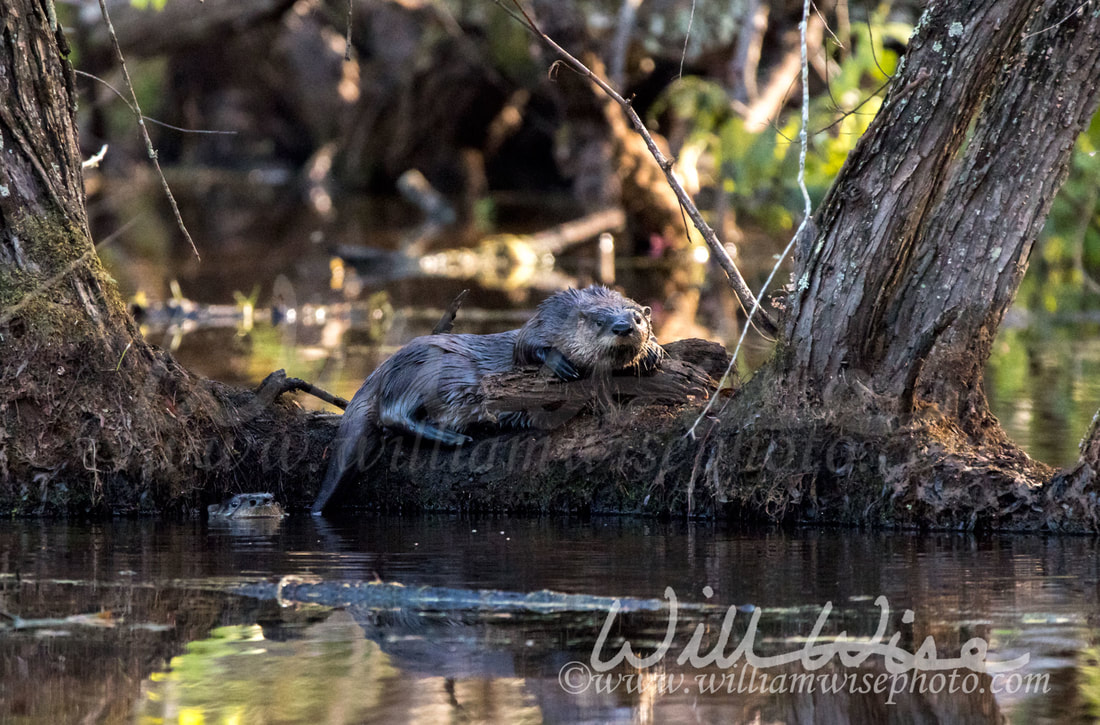 River Otter Picture