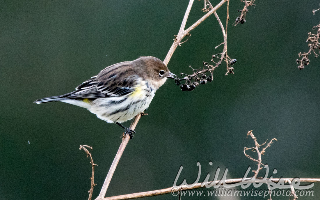 Yellow Rumped Warbler Picture