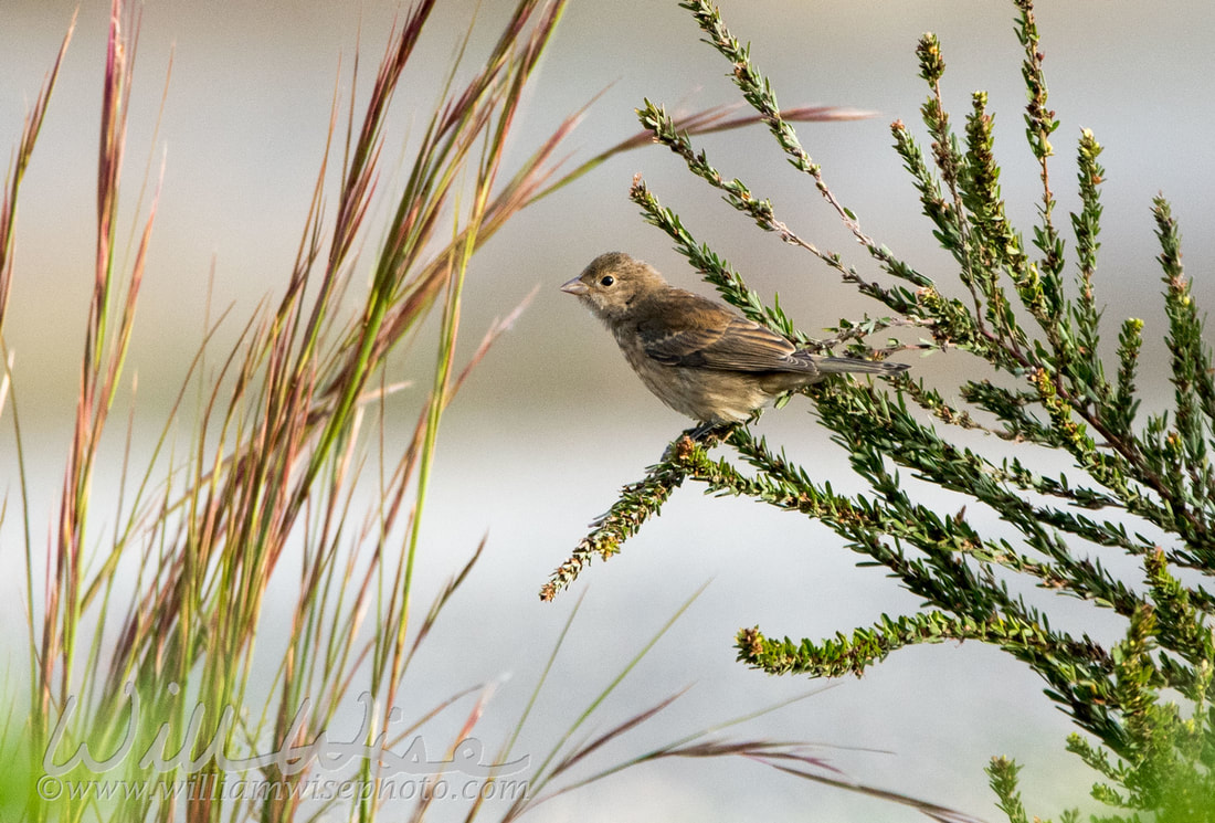 Indigo Bunting Picture