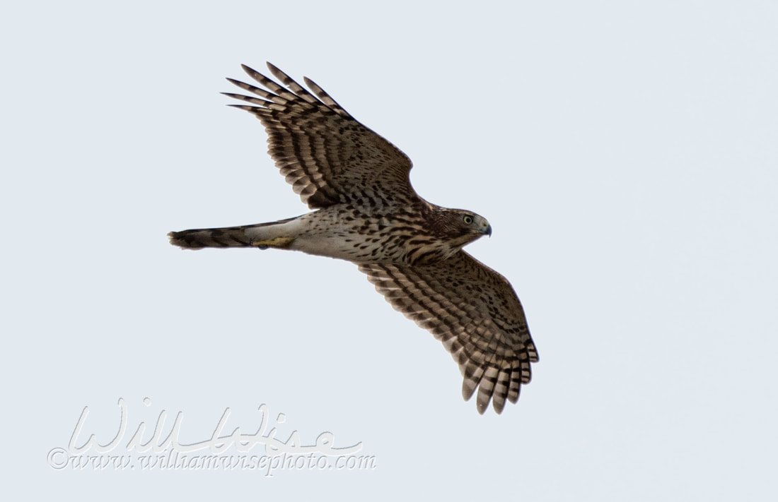 Coopers Hawk Picture
