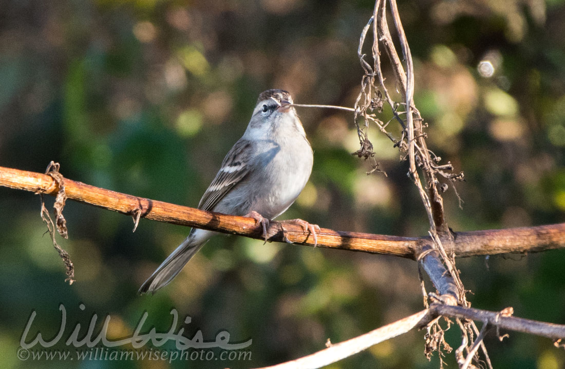 Chipping Sparrow Picture