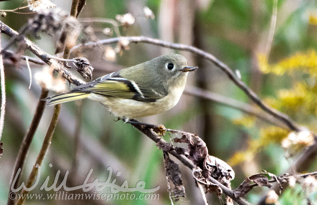 Ruby Crowned Kinglet Picture