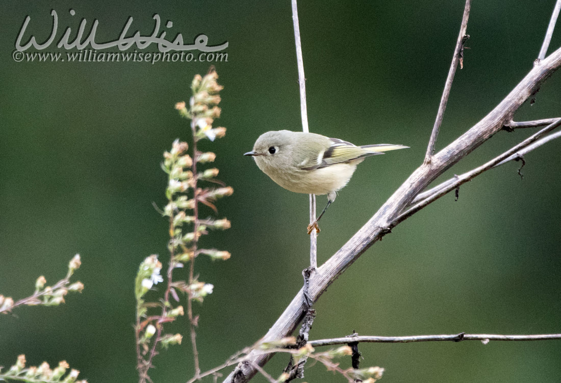 Ruby Crowned Kinglet Picture