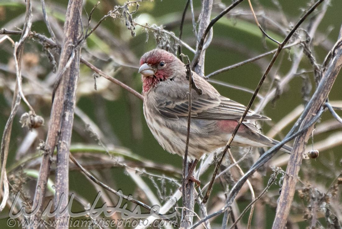 House Finch Picture