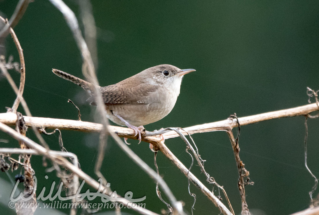 House Wren Picture