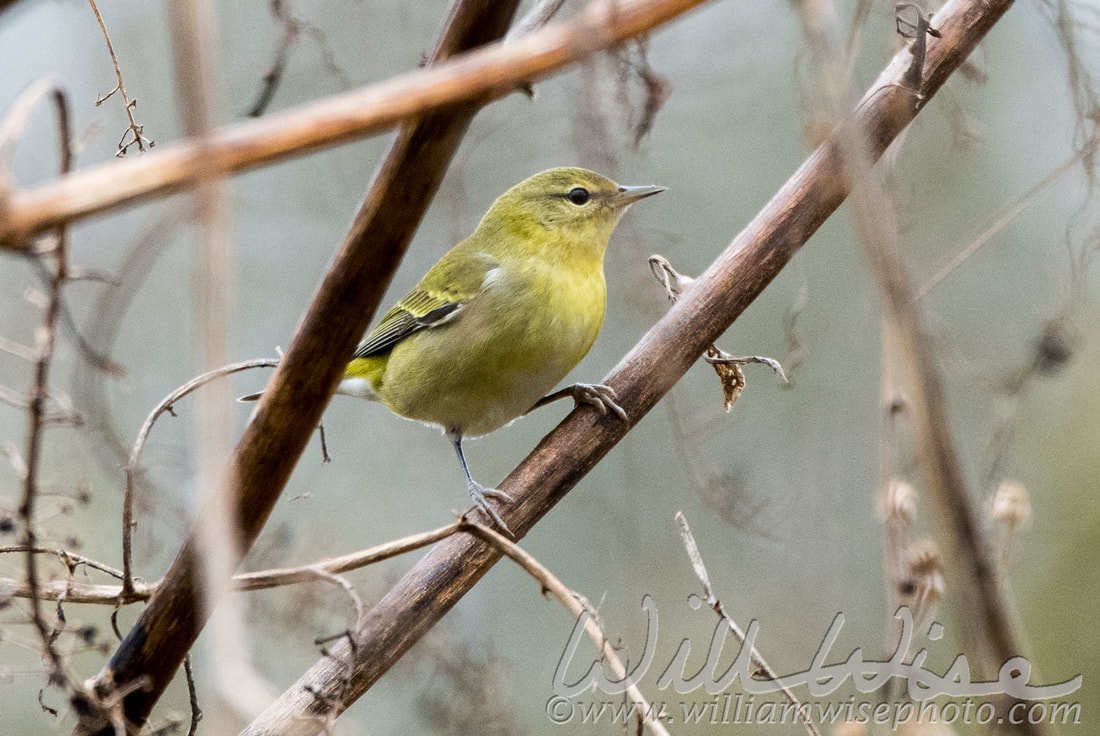 Tennessee Warbler Picture