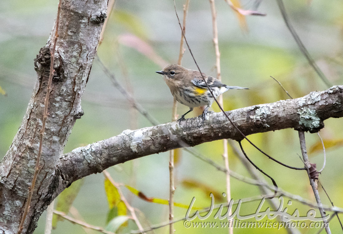 Yellow Rumped Warbler Picture