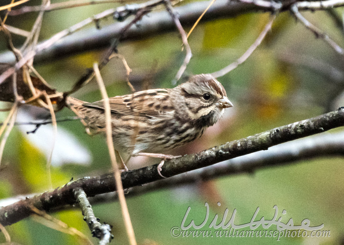 Song Sparrow Picture