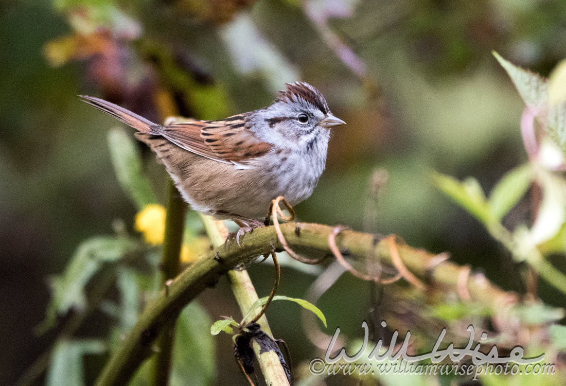 Swamp Sparrow Picture