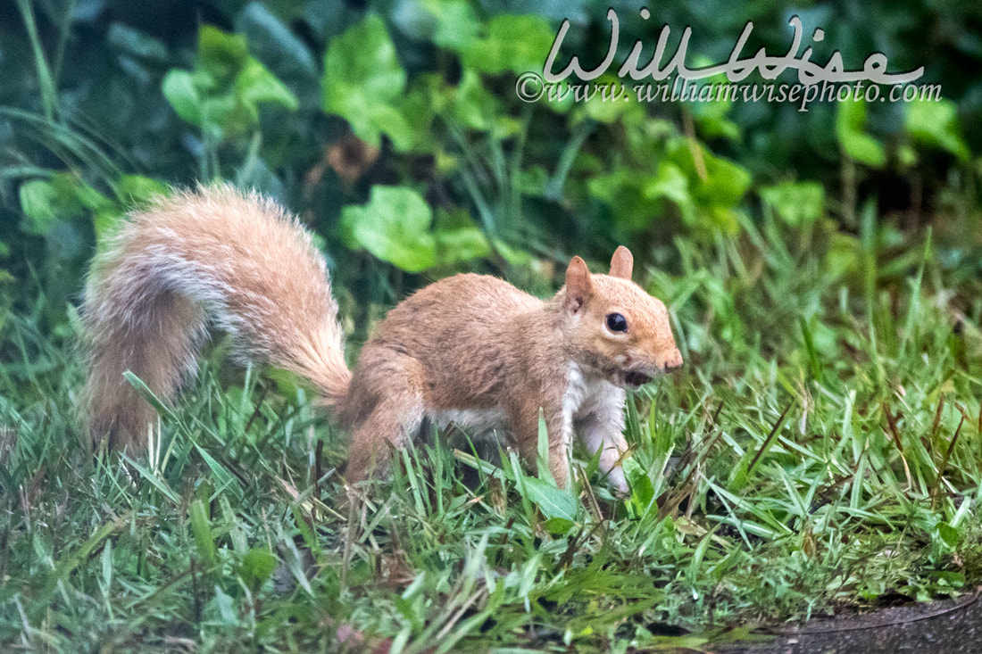 Blonde Squirrel Picture