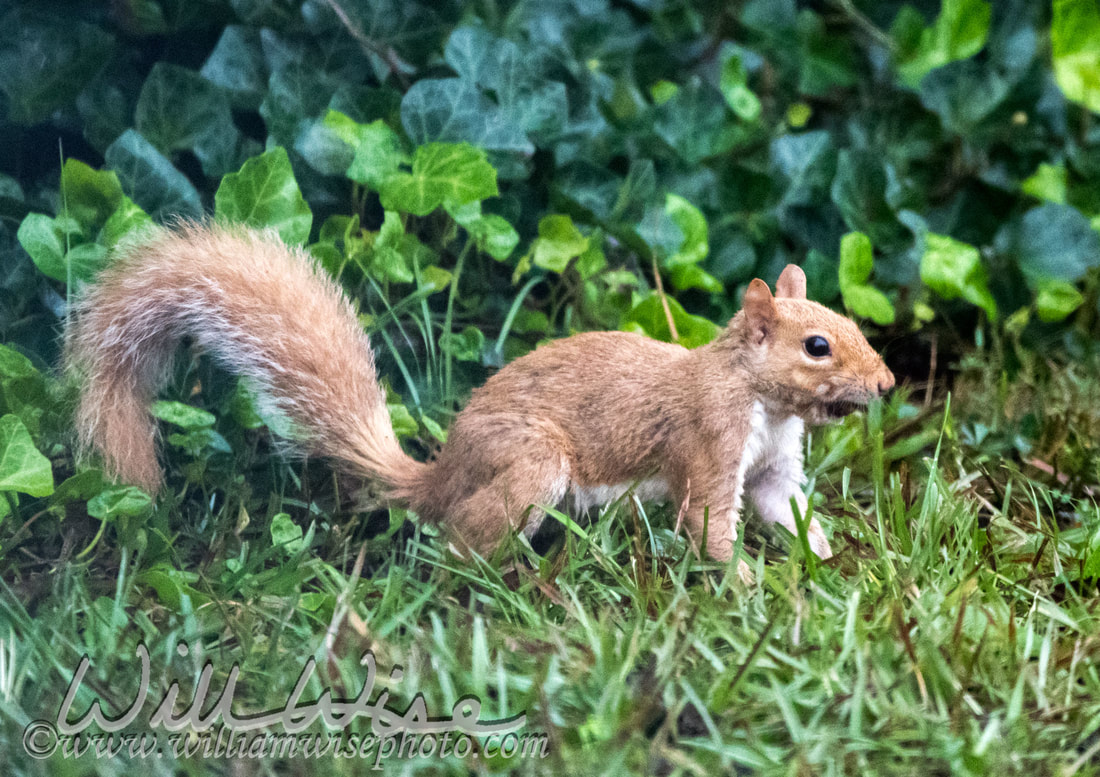 Leucistic Squirrel Picture