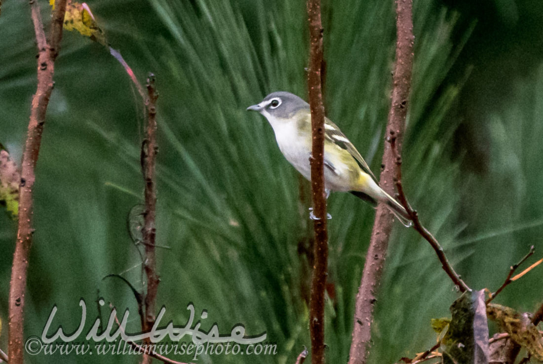 Blue Headed Vireo Picture