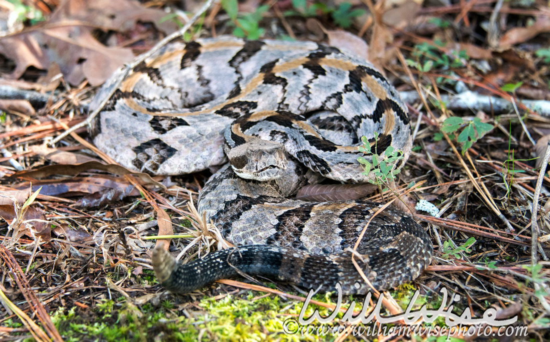 Canebrake Rattlesnake Picture