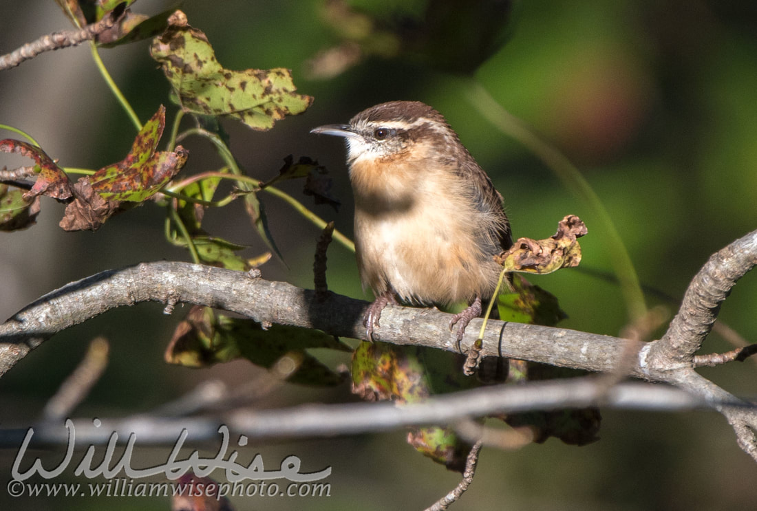 Carolina Wren Picture
