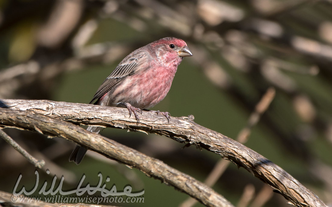 House Finch Picture
