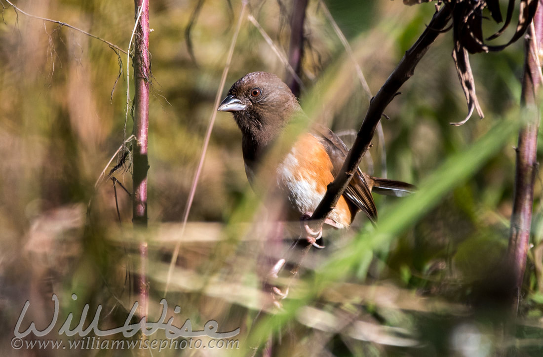 Eastern Towhee Picture