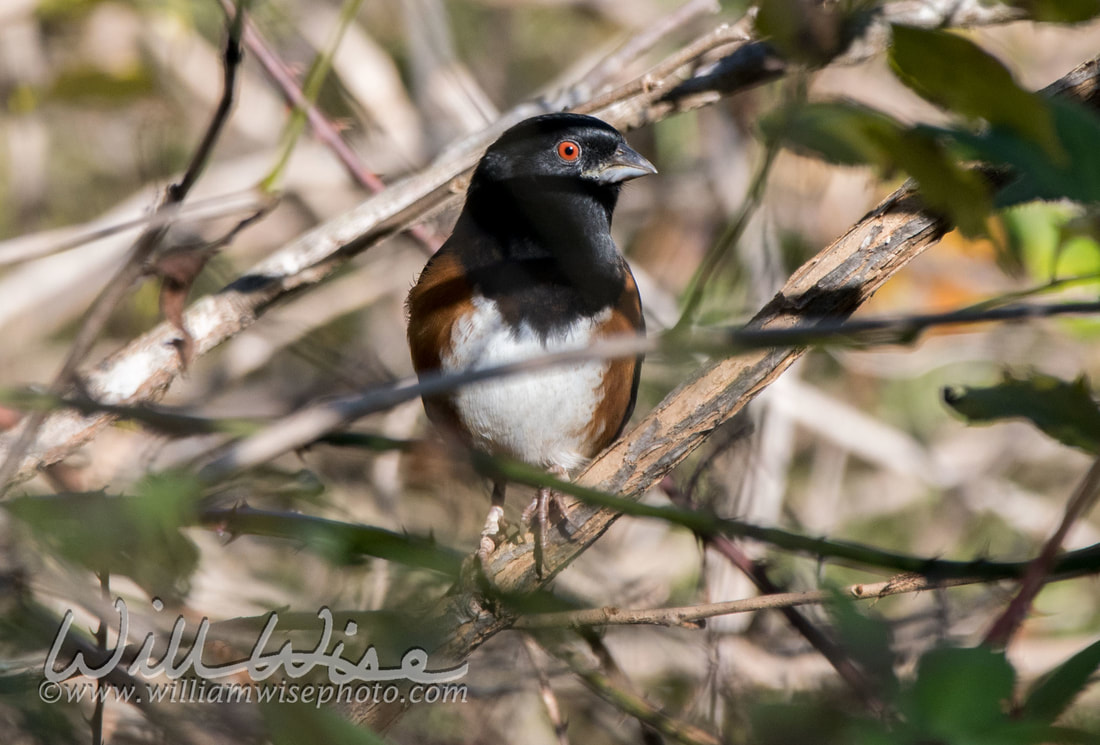 Eastern Towhee Picture