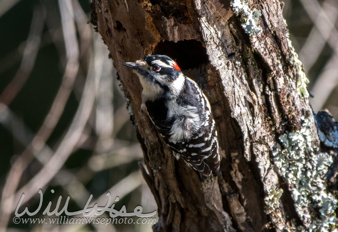Downy Woodpecker Picture
