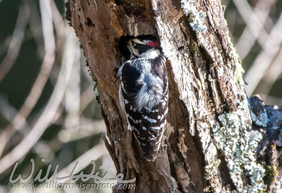 Downy Woodpecker Picture