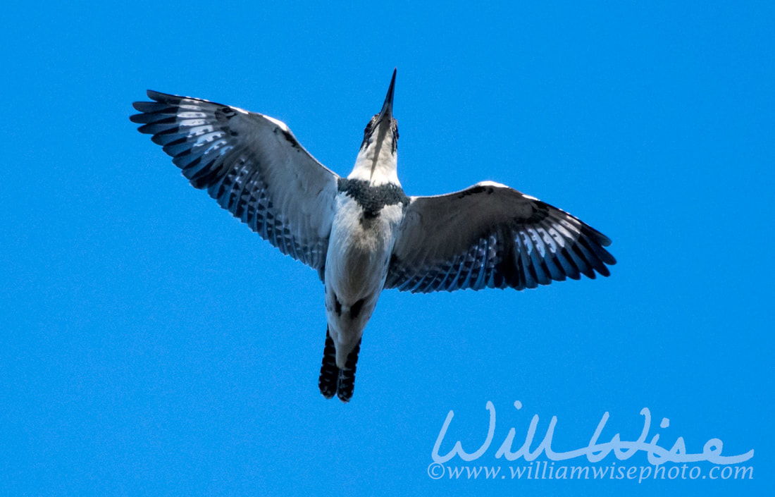 Belted Kingfisher flight Picture
