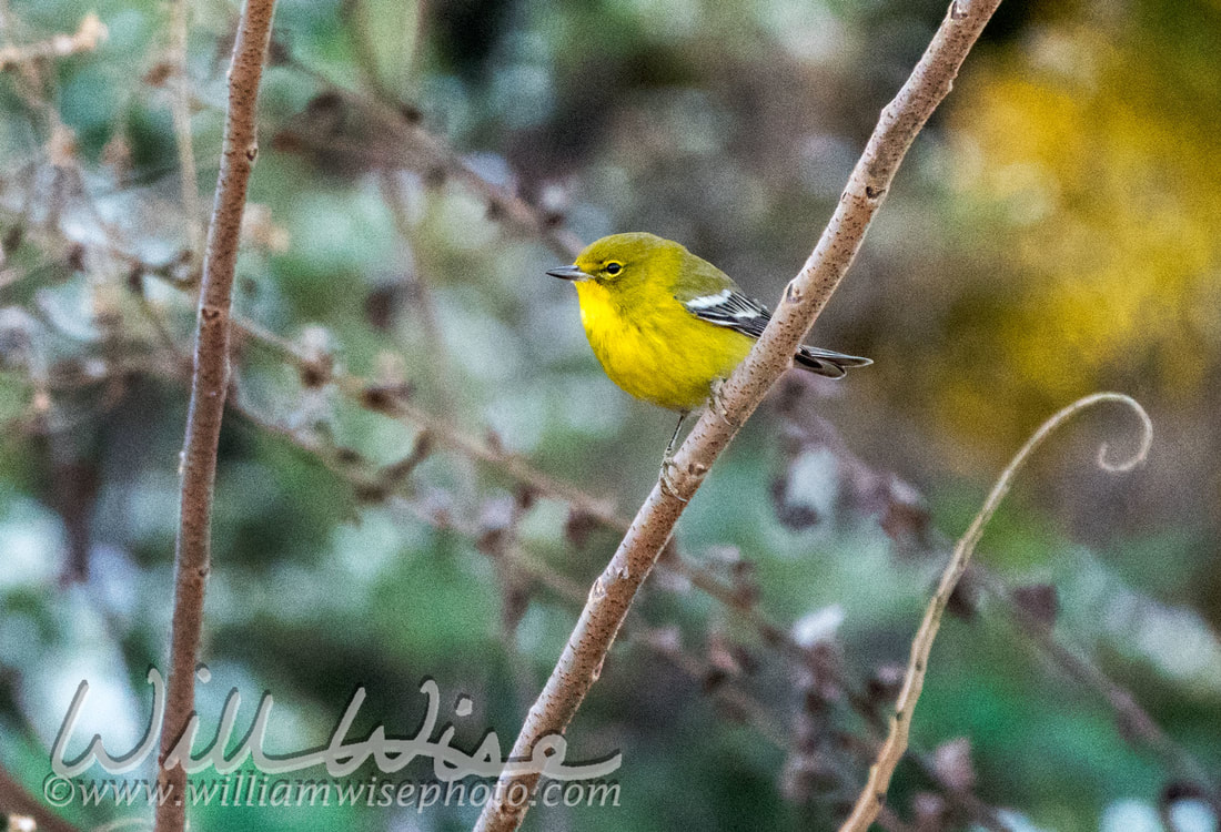 Pine Warbler Picture