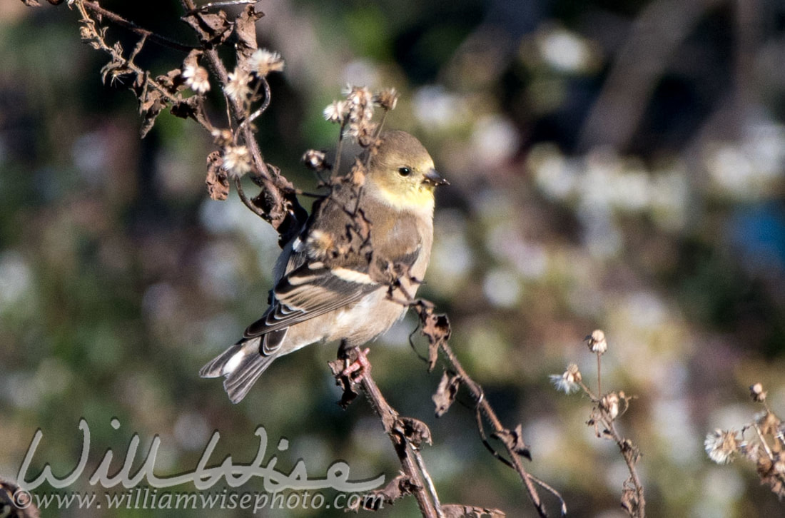 American Goldfinch Picture