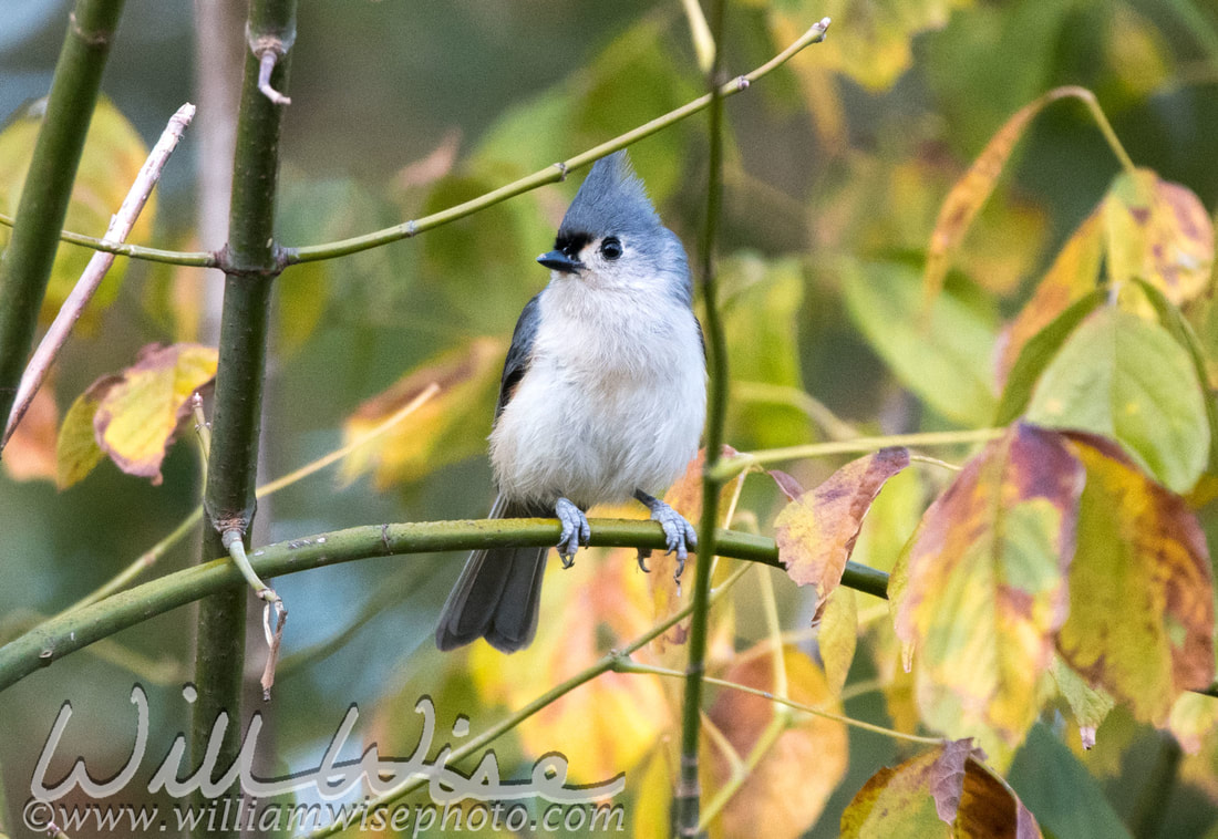 Tufted Titmouse Picture