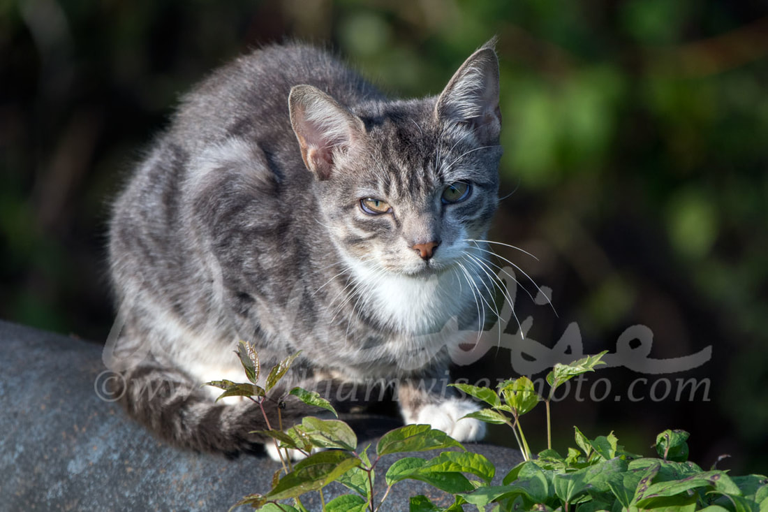 Feral cat Picture