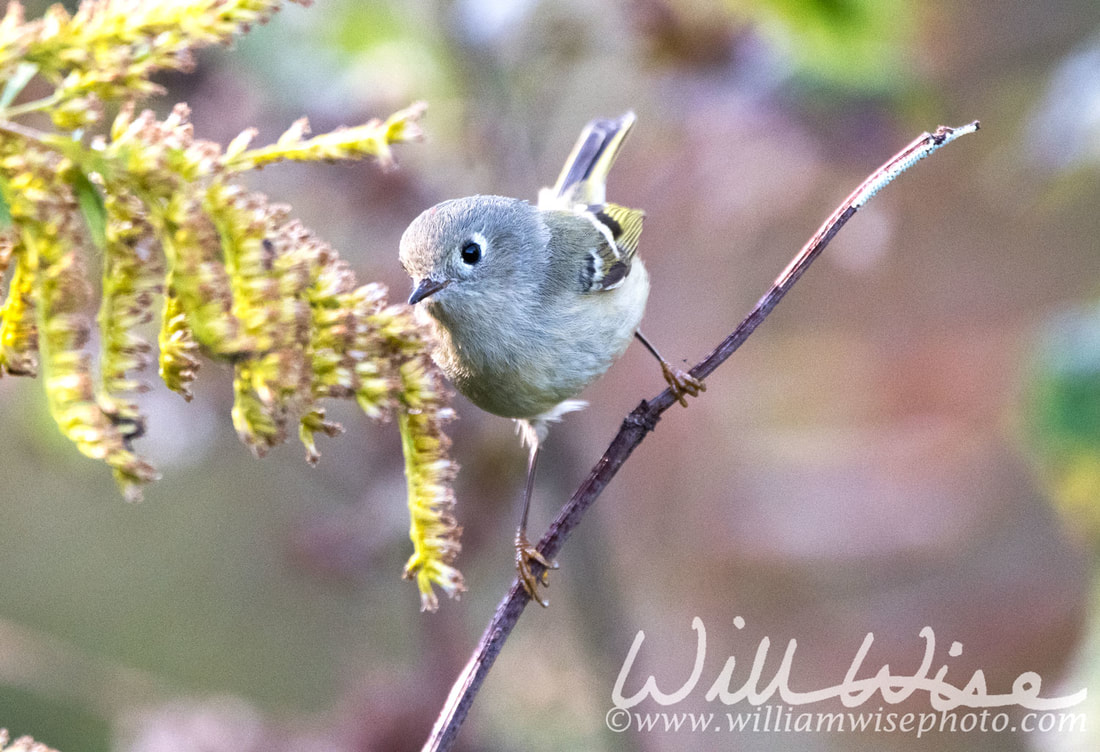 Ruby Crowned Kinglet Picture
