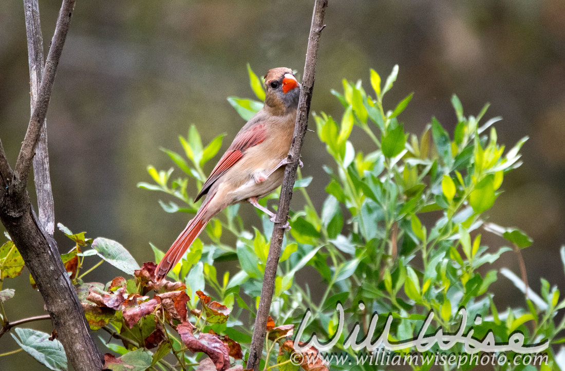 Cardinal Picture