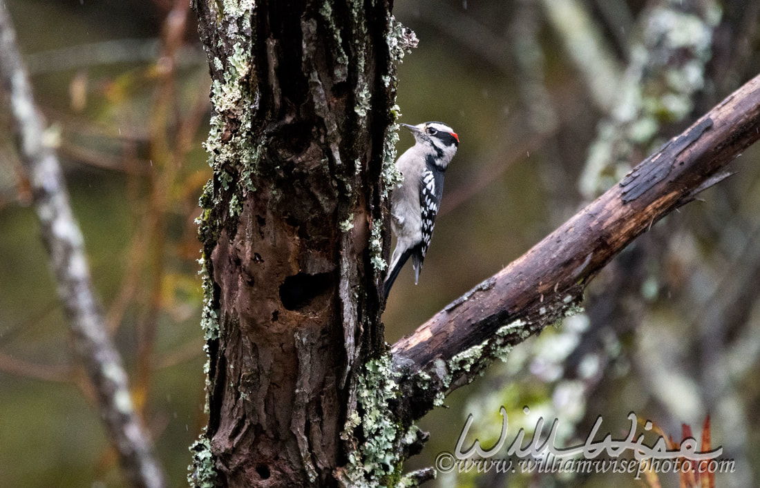 Downy Woodpecker Picture