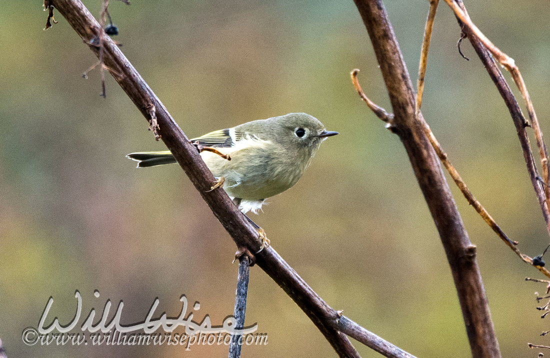 Ruby Crowned Kinglet Picture
