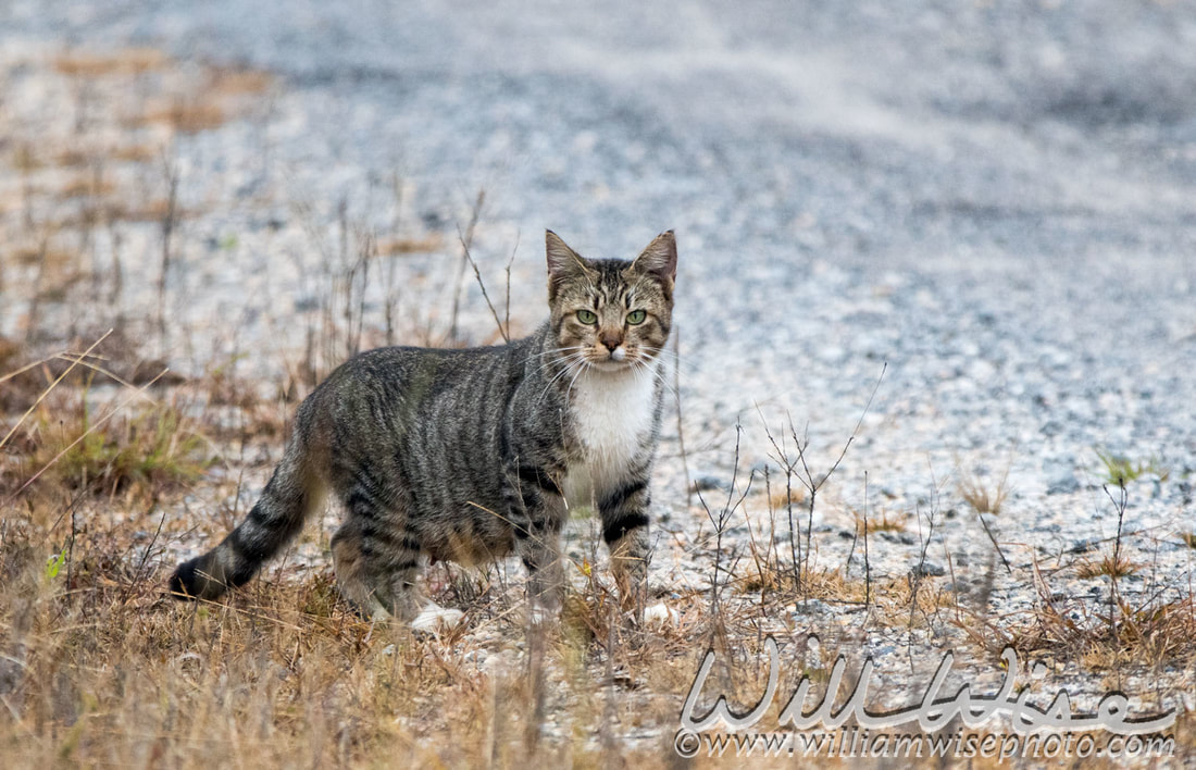 feral cat Picture