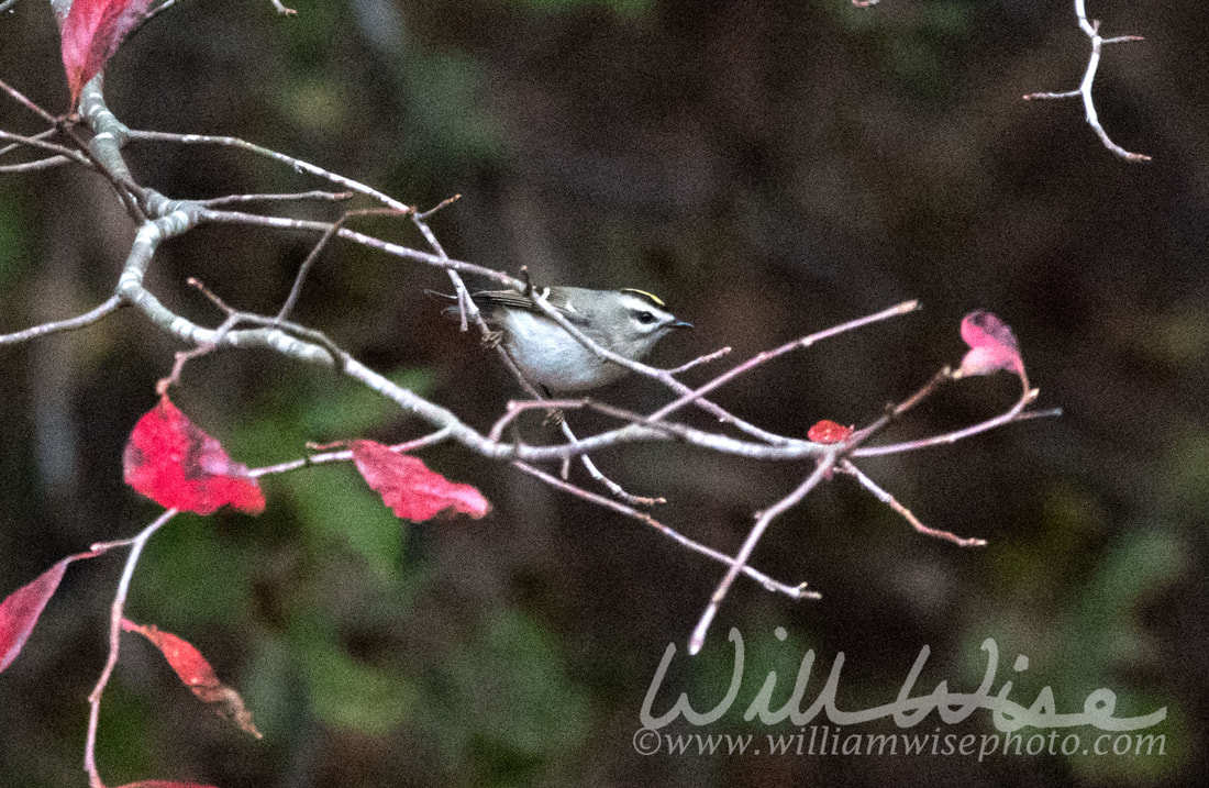 Golden Crowned Kinglet Picture
