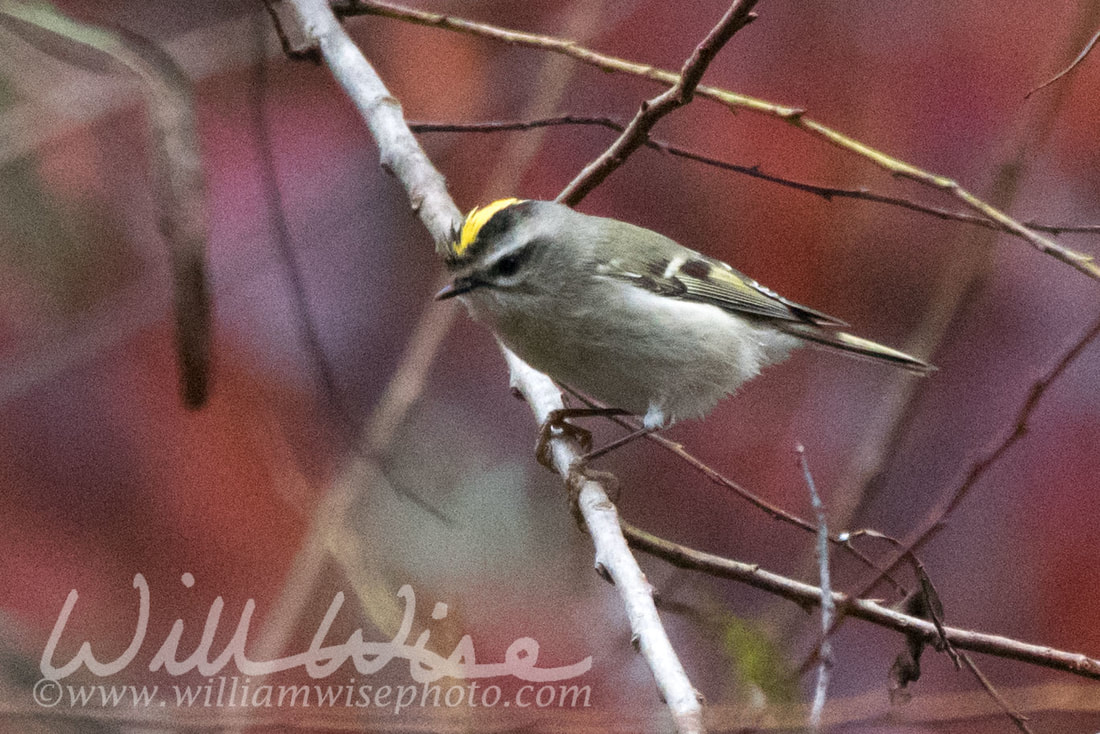Golden Crowned Kinglet Picture