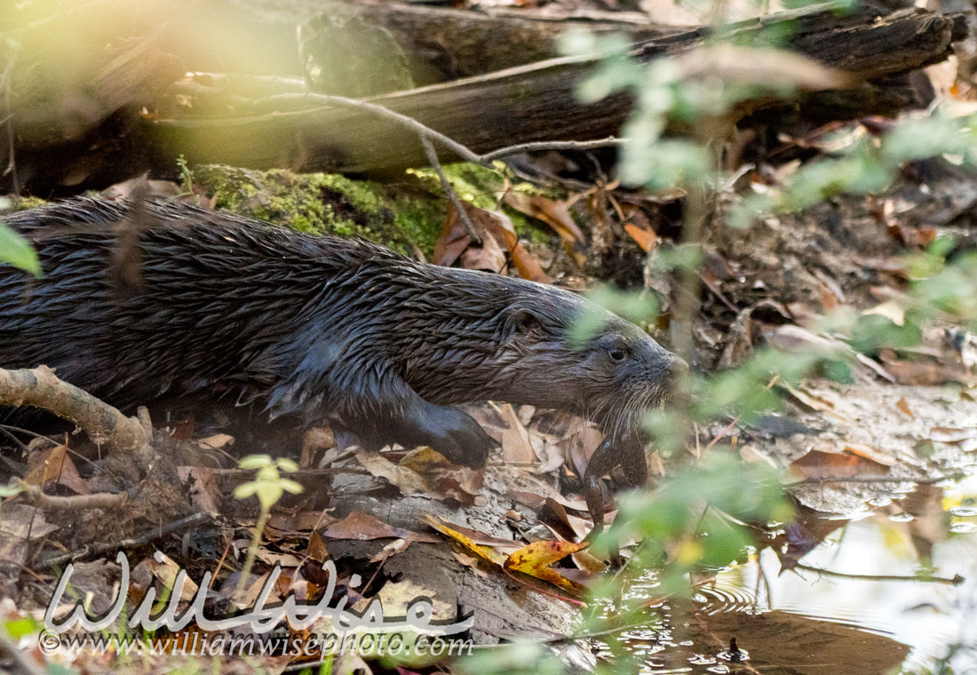 River Otter Picture