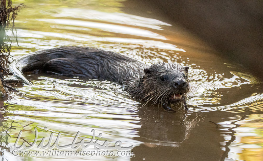 River Otter Picture