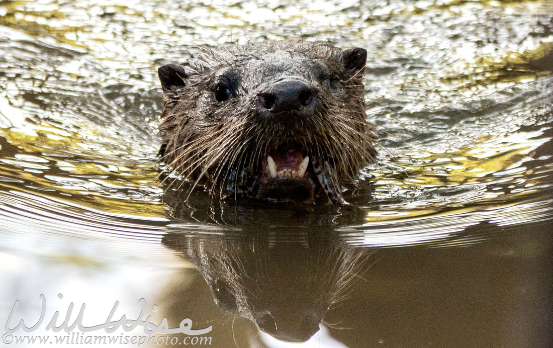 River Otter Picture